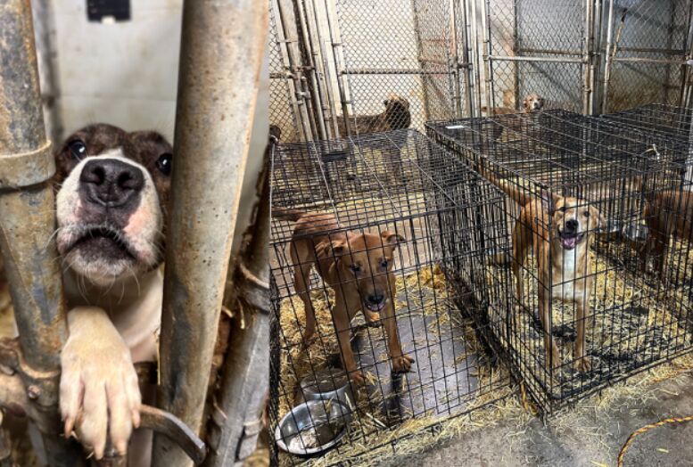 Pre-trip vet checklist